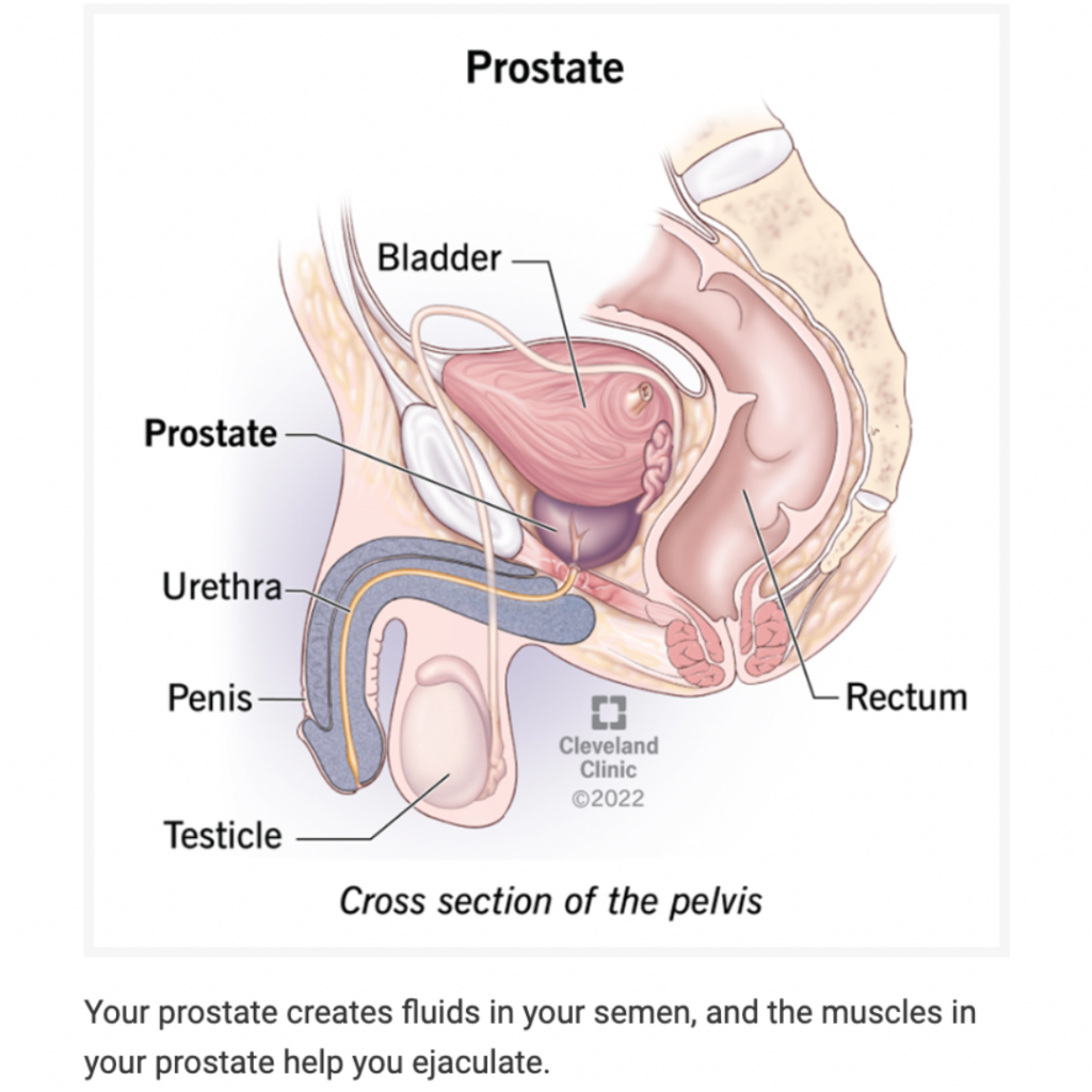 anatomy diagram male reproductive system and the prostate