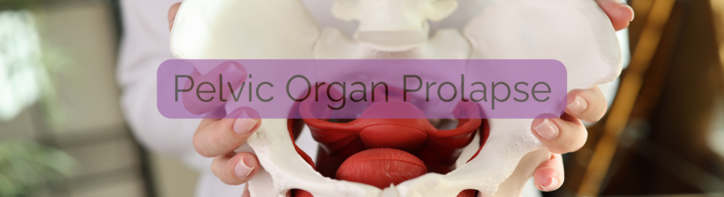Image of a person holding a model of a pelvis and it's pelvic organs to help visualize prolapse